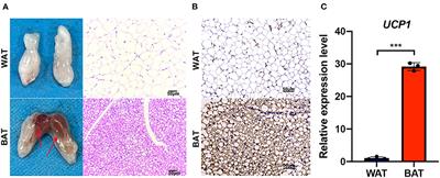 CircRNA-mediated regulation of brown adipose tissue adipogenesis